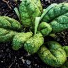 America Spinach Seeds - Image 2