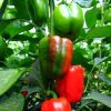 Warm Weather Collection | Seeds - Image 6