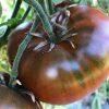 Cherokee Tomato Collection | Seeds - Image 4