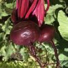 Detroit Dark Red Beet Seeds | Heirloom - Image 2