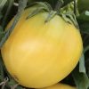 Dwarf Lemon Ice Tomato Seeds