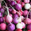 Rainbow Radish Collection | Seeds - Image 3