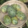 Jelly Melon (African Horned Cucumber/Kiwano) Seeds | Heirloom