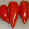 Jersey Devil Tomato Seeds | Heirloom - Image 2