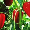 Italian Veggie Collection | Seeds - Image 9