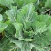 Kale Collection | Seeds - Image 3