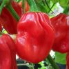 Red Habanero Pepper Seeds | Heirloom | Hot - Image 3