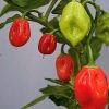 Red Habanero Pepper Seeds | Heirloom | Hot - Image 2