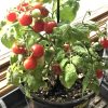 Red Robin Tomato Seeds - Image 2