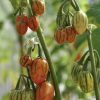 Striped Togo Eggplant Seeds | Heirloom