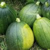 Tatume Squash Seeds | Heirloom - Image 2