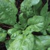America Spinach Seeds