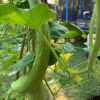 Warm Weather Collection | Seeds - Image 3