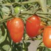 Baby Roma (Cherry Roma) Tomato Seeds - Image 2