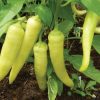 Sweet Pepper Collection | Seeds - Image 3