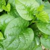 Warm Weather Collection | Seeds - Image 4