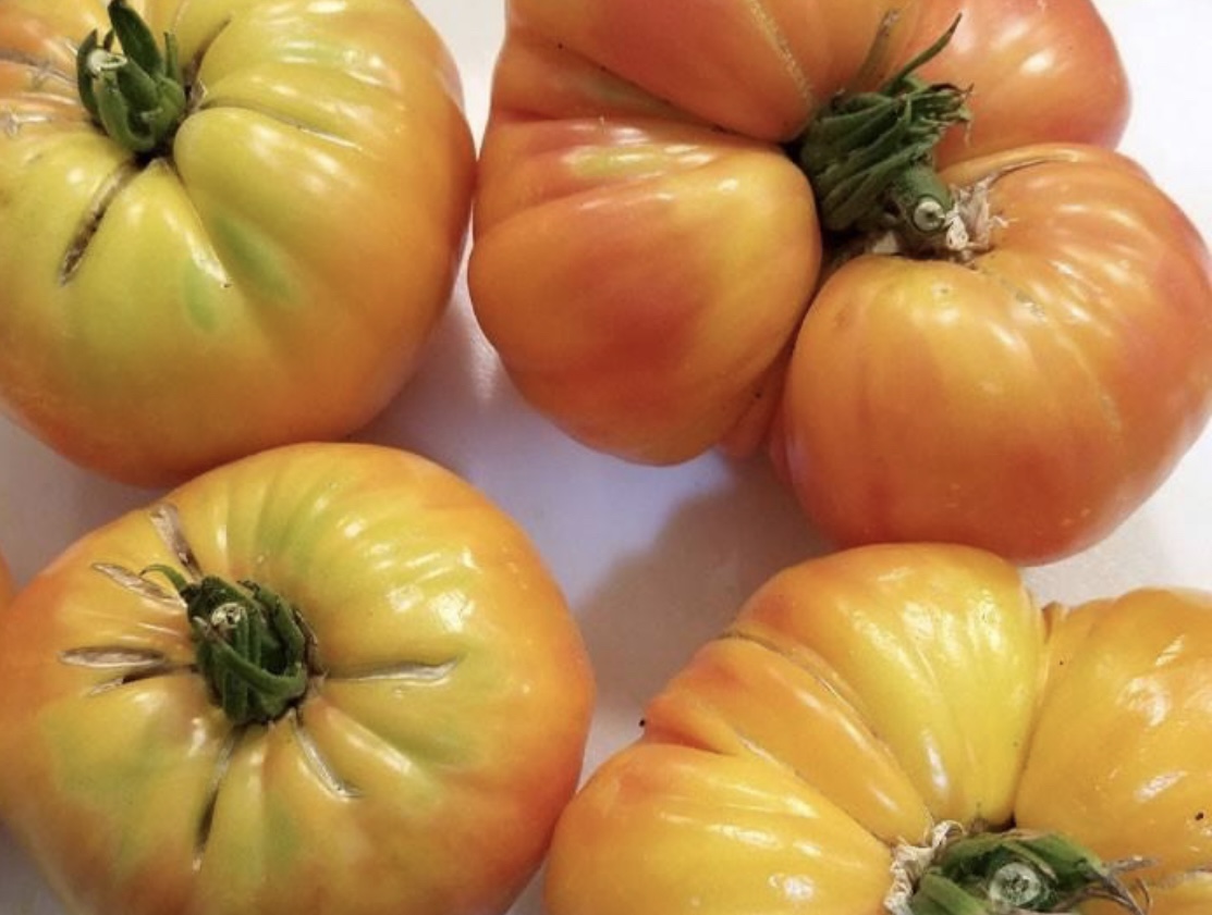 BONNY BEST TOMATO SEEDS 50+ INDETERMINATE GARDEN Vegetables SAUCE FREE