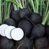 Rainbow Radish Collection | Seeds - Image 4