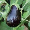 Eggplant Collection | Seeds - Image 8