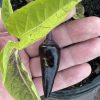 Black Hungarian Pepper Seeds | Hot | Heirloom - Image 3