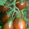 Black Plum Tomato Seeds | Heirloom - Image 2