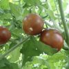 Black Prince Tomato Seeds | Heirloom - Image 2