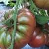 Black Russian Tomato Seeds | Heirloom - Image 2