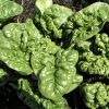 Bloomsdale Spinach Seeds | Heirloom - Image 6