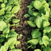 Bloomsdale Spinach Seeds | Heirloom - Image 5
