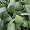 Bloomsdale Spinach Seeds | Heirloom - Image 4