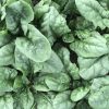 Bloomsdale Spinach Seeds | Heirloom - Image 3