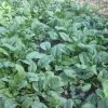 Bloomsdale Spinach Seeds | Heirloom - Image 2