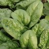 Bloomsdale Spinach Seeds | Heirloom