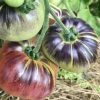 Blue Beauty Tomato Seeds - Image 2