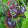 Blue Beauty Tomato Seeds