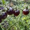 Blue Berries Tomato Seeds - Image 2