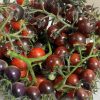 Blue Berries Tomato Seeds