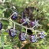 Blue Berries Tomato Seeds - Image 6