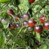 Blue Berries Tomato Seeds - Image 4