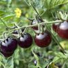 Blue Berries Tomato Seeds - Image 5
