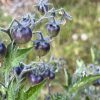 Blue Berries Tomato Seeds - Image 7