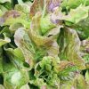 Bronze Mignonette Butterhead Lettuce Seeds | Heirloom
