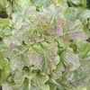 Bronze Mignonette Butterhead Lettuce Seeds | Heirloom - Image 2