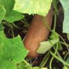 Brown Russian Cucumber Seeds | Heirloom - Image 4