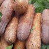Brown Russian Cucumber Seeds | Heirloom - Image 3