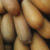 Brown Russian Cucumber Seeds | Heirloom