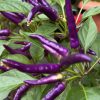 Buena Mulata Pepper Seeds | Hot |  Heirloom