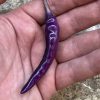 Buena Mulata Pepper Seeds | Hot |  Heirloom - Image 3