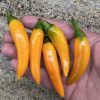 Bulgarian Carrot Pepper Seeds | Hot | Heirloom - Image 2