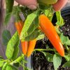 Bulgarian Carrot Pepper Seeds | Hot | Heirloom - Image 3